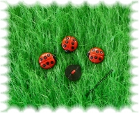 "Button Ladbug" red, black