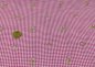 Preview: Check and Roses Vicky Karo mit Stickerei Baumwolle Webware Popeline pink weiß mit aufgestickten Rosen